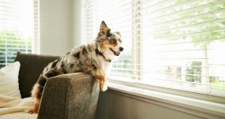 pet adoption places in milwaukee Mac's PET DEPOT Barkery