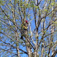 tree pruning milwaukee Crawford Tree & Landscape Services, Inc.