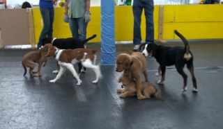 canine trainers milwaukee Milwaukee Dog Training Club
