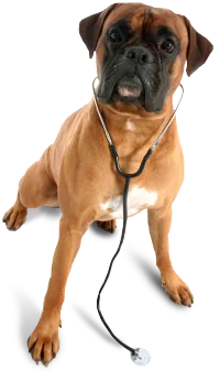 clinics dogs milwaukee Greenfield Veterinary Clinic